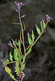 Image result for Polystachya tenella