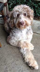 Check spelling or type a new query. About Aussiedoodles Omg Cutest Dog Ever Reminds Me Of A Mix Of My Fiona And My Dog King The Perfect Combo Labradoodle Dogs Cute Dogs Aussiedoodle