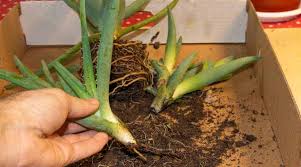Check spelling or type a new query. How To Take Care Of Your Aloe Vera Plant Simplify Gardening