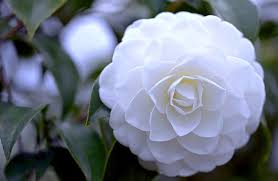 Check spelling or type a new query. Camellia Hd Wallpapers Free Download Wallpaperbetter