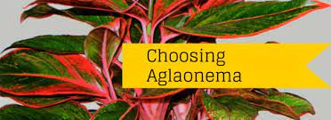 Maybe you would like to learn more about one of these? Aglaonema Plant Care And Growing Guide Of The Most Popular Houseplant