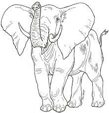 Coloring pages for kids elephants coloring pages. African Plants And Animals Printable 3 Elephant Sketch Animal Kingdom Colouring Book Animal Coloring Pages