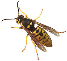 Yellow jackets build nests in the ground or in hollow areas such as eaves and attics. Why Are Yellowjackets Dangerous