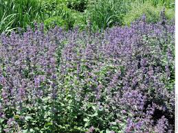 Salbei ist reich an ätherischen ölen, phytonziden, vitaminen, tanninen und organischen säuren. Krauter Salvia Officinalis Die Verwendung Von Salvia Officinalis Zu Hause Salvia Sieht Aus Wie Und Wo Es Wachst
