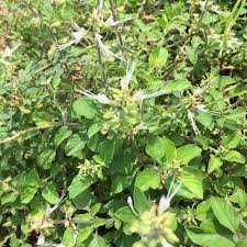 Image result for Ocimum filamentosum