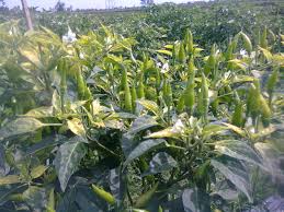 Dan kaya bumbu tentu membuat cabe menjadi bahan makanan yang mudah ditemui di pasaran.,jatim,ragam,cabe,cara menanam cabe rawit,yogyakarta. Keuntungan Dan Manfaat Menanam Cabai Rawit Jengki Tips Petani