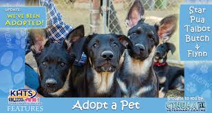 Pure bred german shepherd puppies female 10 weeks. Khts Adopt A Pet German Shepherd Puppies St Bonnie S Sanctuary Video