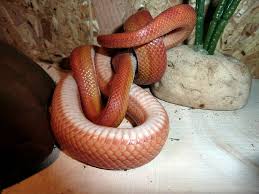 Lifespan corn snakes live up to 23 years in human care, but their lifespan is shorter in the wild. Feeding Your Corn Snake Reptifiles Corn Snake Care Guide