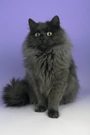 2nd best siberian kitten in in cfa 2008/09. Fluffy Russian Cat White Novocom Top