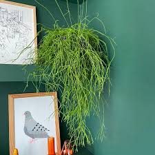 Image result for Rhipsalis baccifera