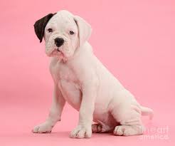Ranges from $950 to $3,200. Black Eared White Boxer Puppy Photograph By Mark Taylor
