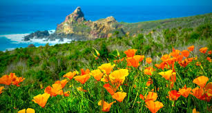 Check spelling or type a new query. California Poppy Eschscholzia Californica Ultimate Flower Guide Seedles