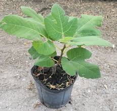 Figs , pomegranate and ficus available located north edinburg