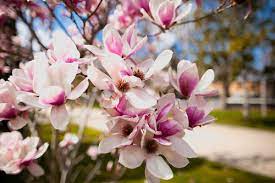 These beautiful south american blooms are a treat to enjoy in may. What Are The Flowers That Bloom In May