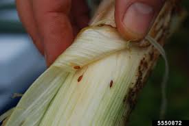 Image result for phytomyza gymnostoma