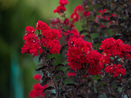 Maybe you would like to learn more about one of these? Black Diamond Crape Myrtle Dallas Texas Treeland Nursery