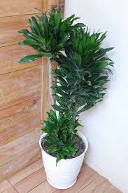Image result for Dracaena fragrans