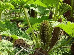 Image result for Gunnera perpensa