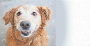 Please google 'your city' + dog adoption to find a list of local. Golden Retriever Puppies Adoption Illinois Petsidi