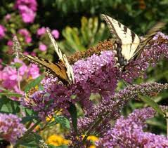 How To Prune A Butterfly Bush Mike S Backyard Nursery Butterfly Bush Butterfly Plants Prune