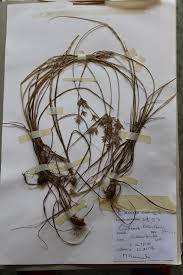 Image result for Bolboschoenus glaucus