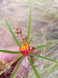 Image result for Eriolaena rulkensii