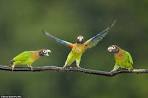 2 parrots fighting <?=substr(md5('https://encrypted-tbn0.gstatic.com/images?q=tbn:ANd9GcTlXSAn-7FK_out2FjNjim_uLkjKzWplKaIo88ySUJstvzL3UfdlwIx3SVX'), 0, 7); ?>