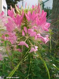 Explosion de floraison et de couleur. Les Cleomes Des Fleurs Au Graphisme Remarquable Le Jardinoscope Toute La Flore Et La Faune De Nos Parcs Et Jardins