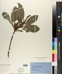 Image result for Glenniea