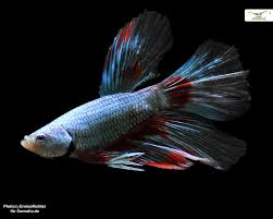 Xxl Blog Betta Splendens Kampffische Im Aquarium Zierfische Blog Garnelen Onlineshop