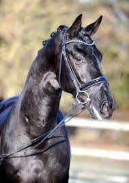We offer you top sires for your breeding success! Le Vivaldi Ii Hengst Pony Dressur Jill Mieleszko