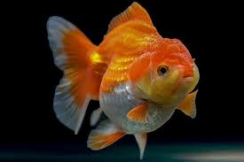We did not find results for: Oranda Goldfish Care Guide Breed Profile Photos Info It S A Fish Thing