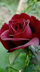 video Instagram от пользователя Erasto Perez Ibarias • Sep 29, 2024 at  10:52 PM