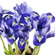 Just try to find them at lowes. Get The Lowe S 5 Count Lily Bulbs 87177 From Lowe S Now Accuweather Shop