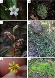 Image result for Vincetoxicum apiculatum