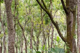 Image result for Swietenia