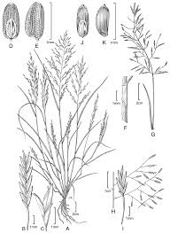 Image result for Eragrostis pallens