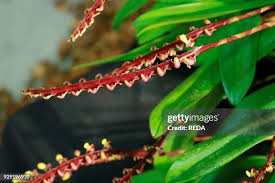 Image result for Bulbophyllum falcatum