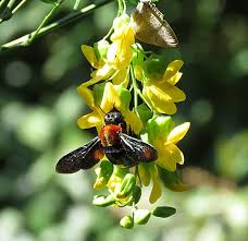 Image result for Calpurnia aurea