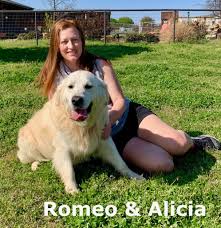 In that period hunting was very popular so every dog was trained for hunting and golden retrievers proved to be very patient and good hunter dog. Romeo European White Retriever