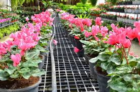 Check spelling or type a new query. Row Of Begonia Flower In Black Pots On The Grid Stock Photo Picture And Royalty Free Image Image 76441276