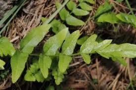 Image result for Lindsaea ensifolia