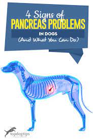 If you are diagnosed with pancreatic cancer which has not spread, you should be offered a you should have a full discussion with a specialist who knows your case. 4 Signs Of Pancreas Problems In Dogs Prevention And Treatments