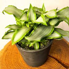 Image result for Murdannia stricta