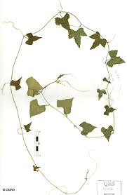 Image result for Zehneria parvifolia