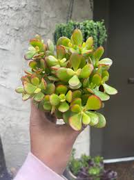 Image result for Crassula zombensis
