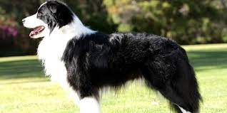 Border Collie Dog Information Training Photos Dogexpress