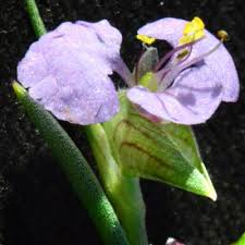 Image result for Commelina subulata