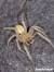Transparent Jumping Spider