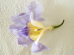 Image result for Dissotis peregrina